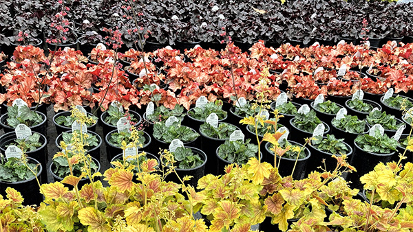 The Best Heucheras for Northern California - Vimarsana News