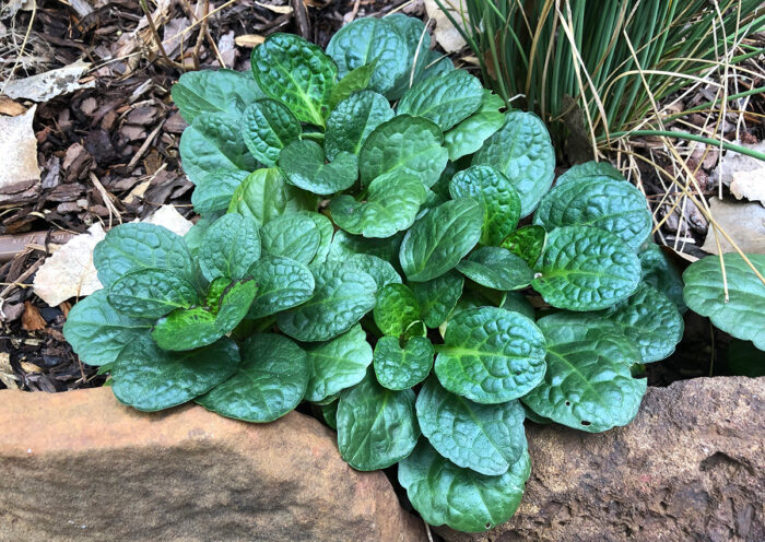 6 Great Plants That Tolerate Both Full-Sun and Shade Conditions - Fine ...