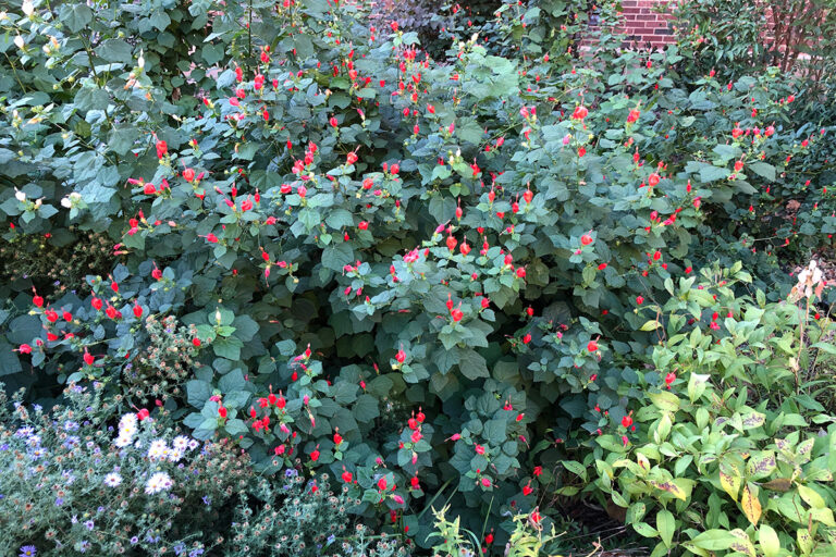 6 Great Plants That Tolerate Both FullSun and Shade Conditions