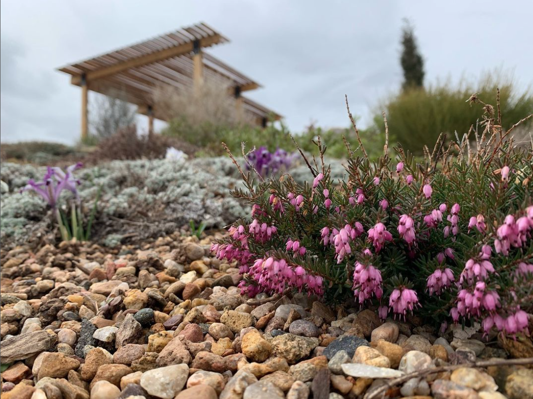 pequeño arbusto muy pequeño con diminutas flores rosas