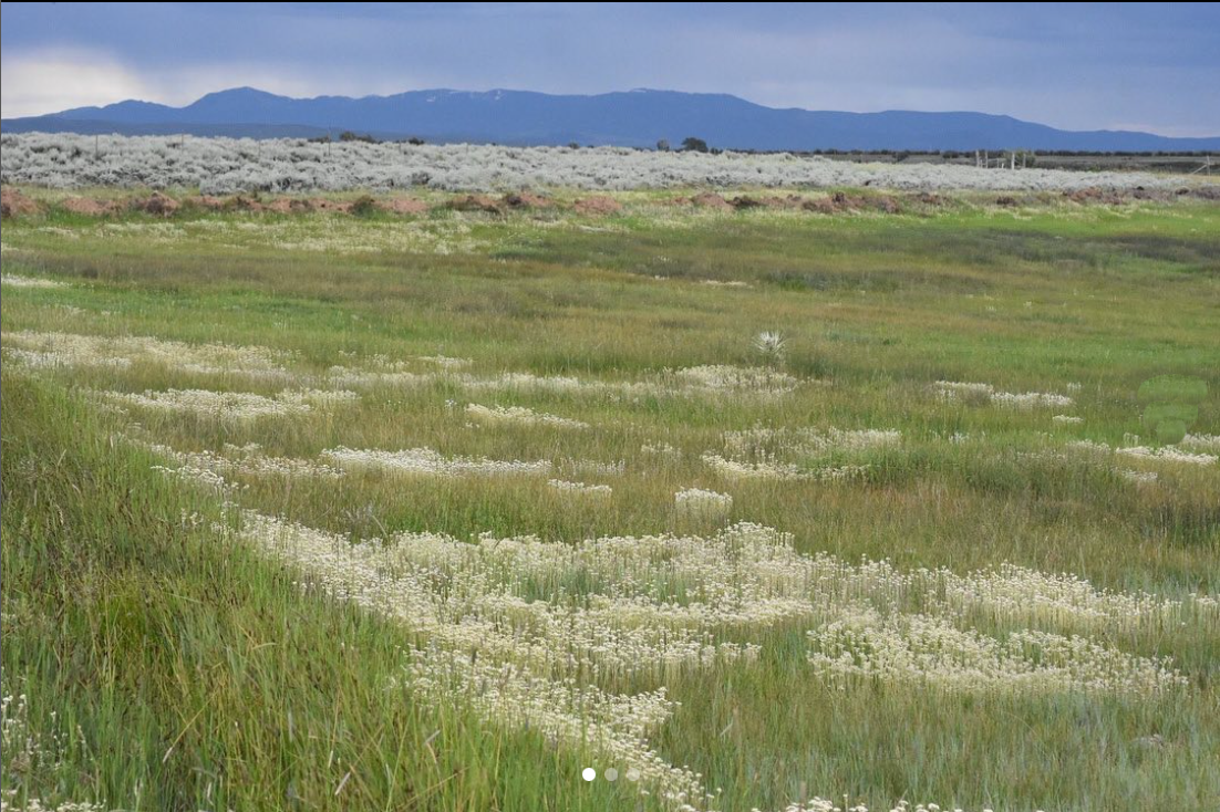gran jardín de pradera con montañas al fondo