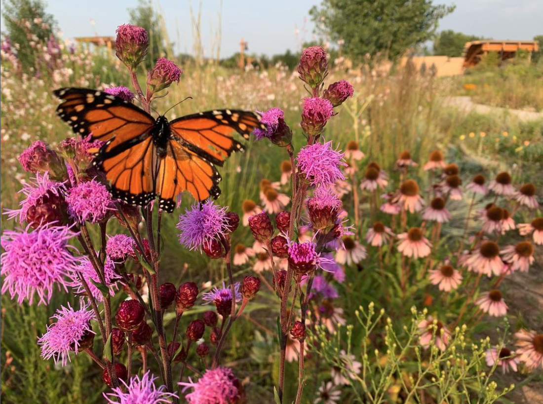 mariposa en flores rosas