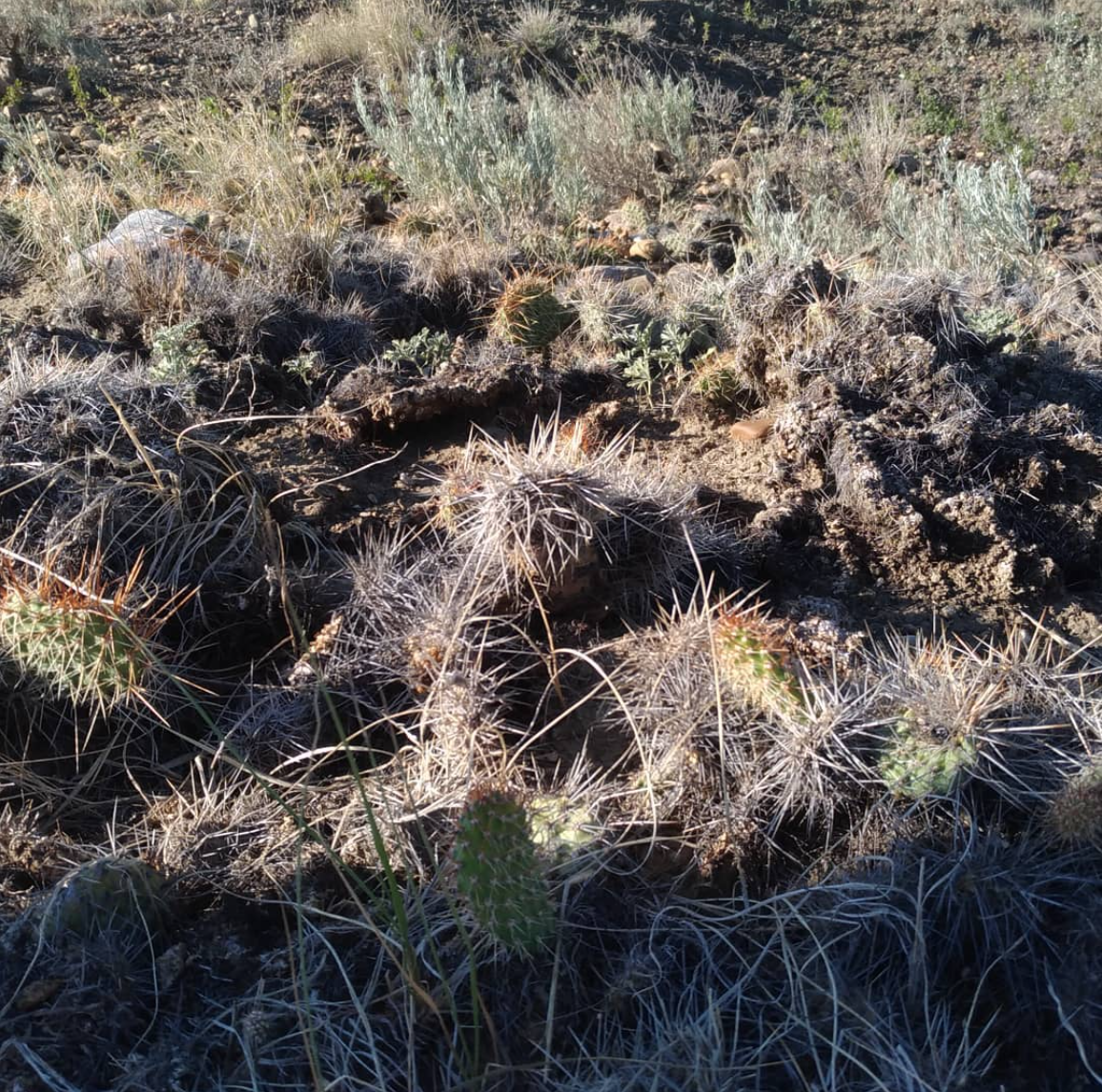 cactus que crecen afuera