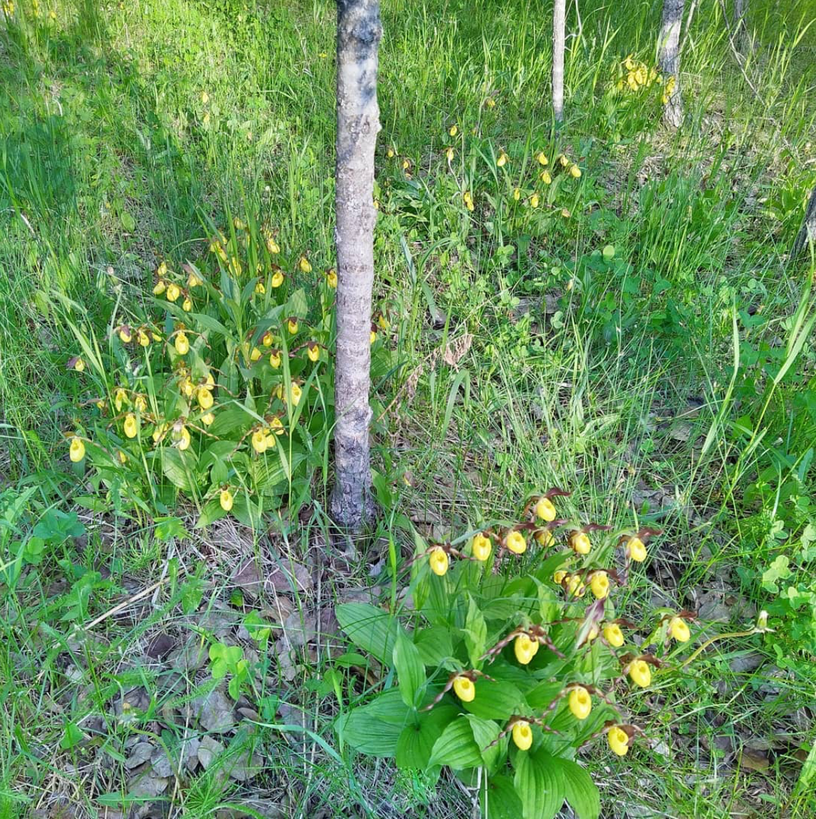 Grupo de pequeñas orquídeas amarillas