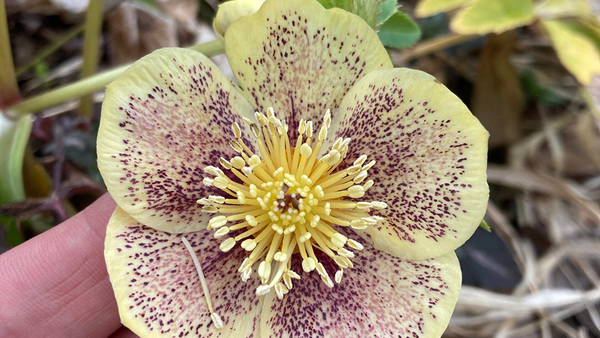 Early Spring in Brigitta's Garden - FineGardening - Vimarsana News