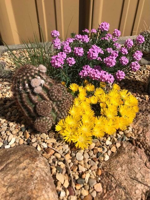 pequeño cactus junto a flores rosas y amarillas