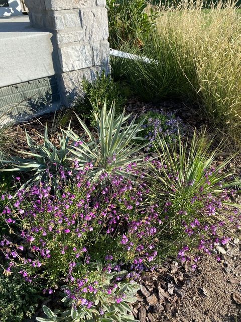Racimos de delicadas flores lilas