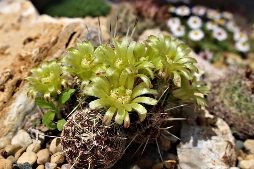 pequeño cactus con flores de color amarillo brillante