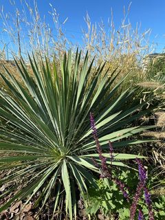 planta verde claro, espinosa
