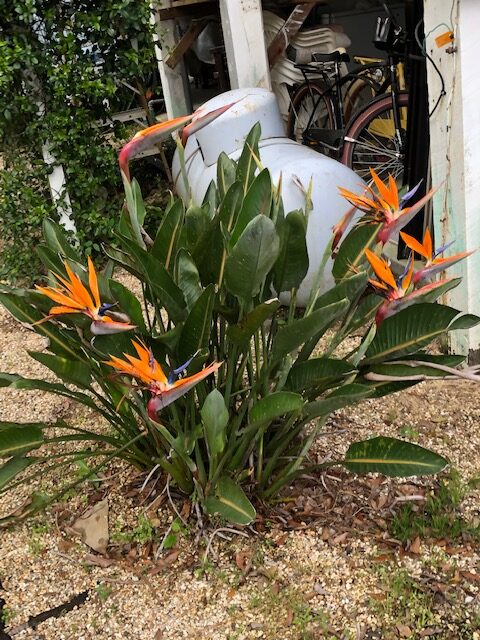 tropical plants with orange flowers