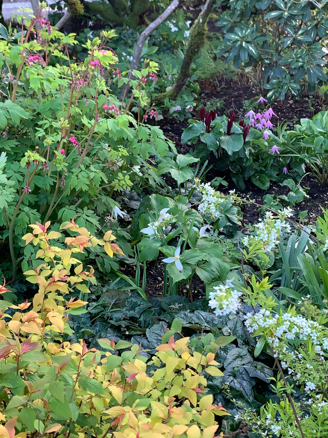 Cama de jardín llena de flores blancas y rosas y follaje variado.