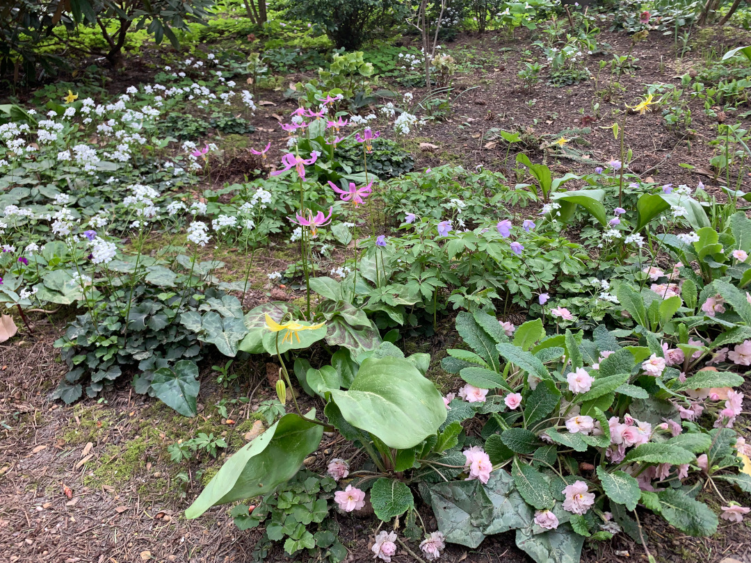 plantas de primavera de bajo crecimiento