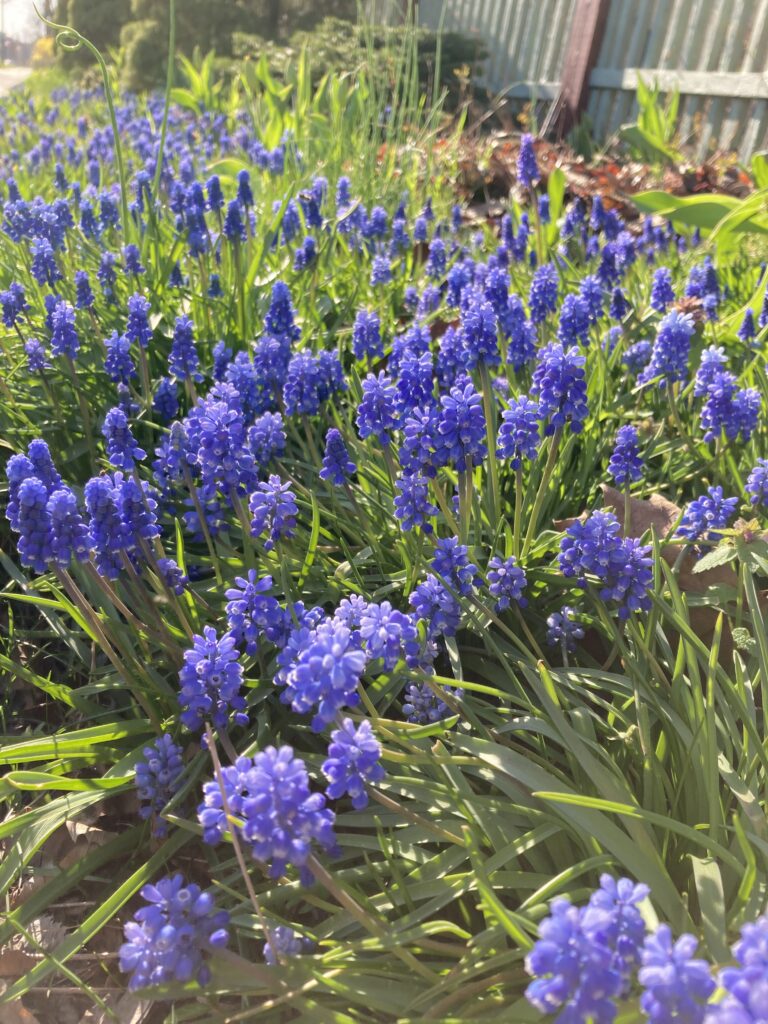 Spring in Northern Indiana - Fine Gardening
