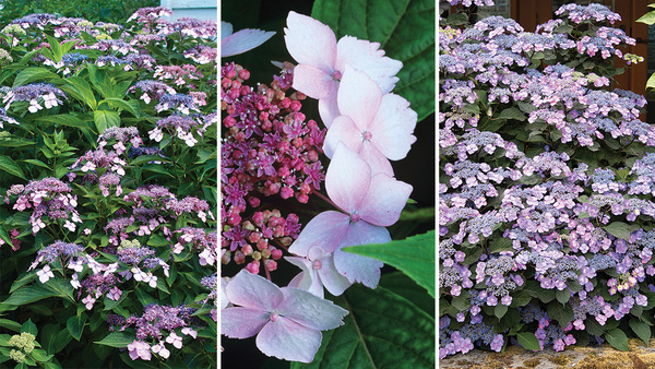 Growing Mountain Hydrangeas: The Tougher Hydrangea - Vimarsana News