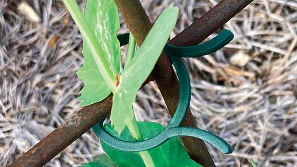 Vegetable Garden Tools to Add to Your Shed This Year - Vimarsana News