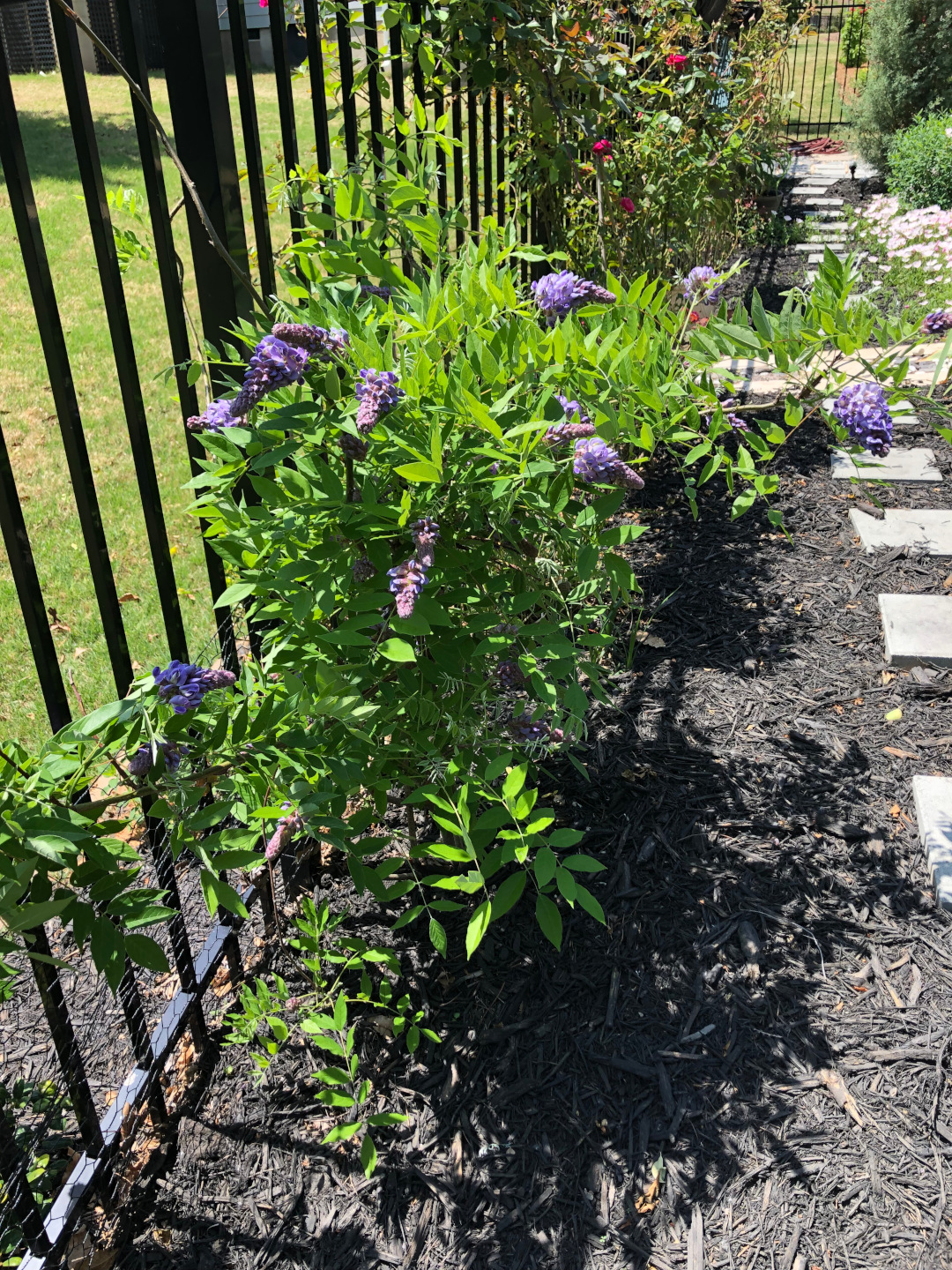Wisteria crece junto a una valla