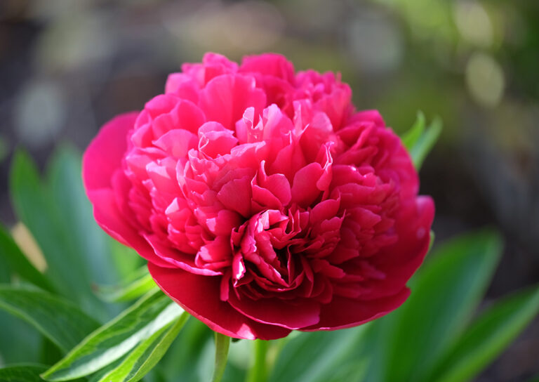 Luscious Peony Varieties for the Pacific Northwest FineGardening