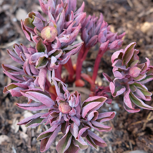Luscious Peony Varieties for the Pacific Northwest Fine Gardening
