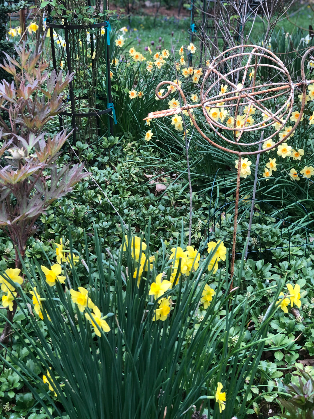 Narcisos rodeados de mucha vegetación