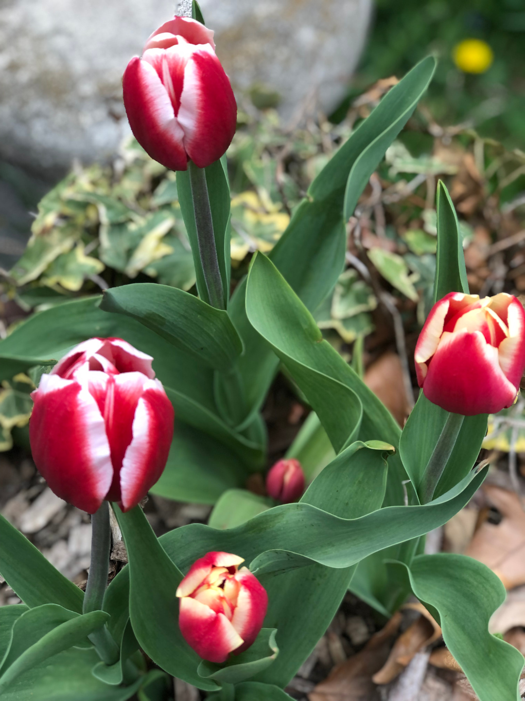tulipanes rojos con bordes blancos
