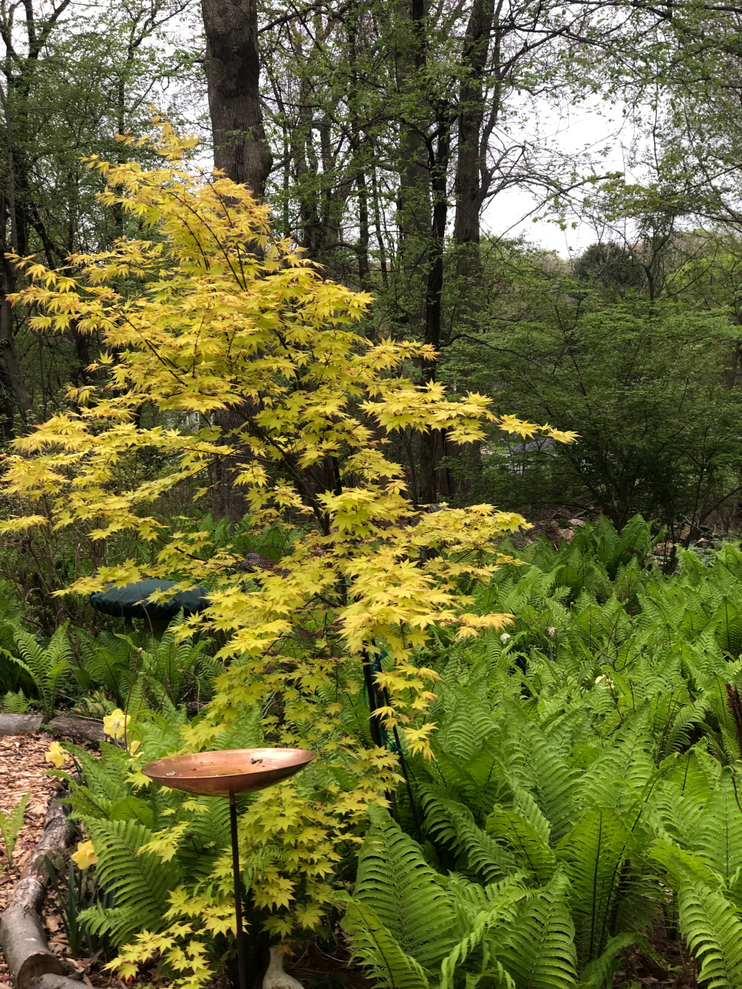 arce japonés amarillo-verde rodeado de helechos