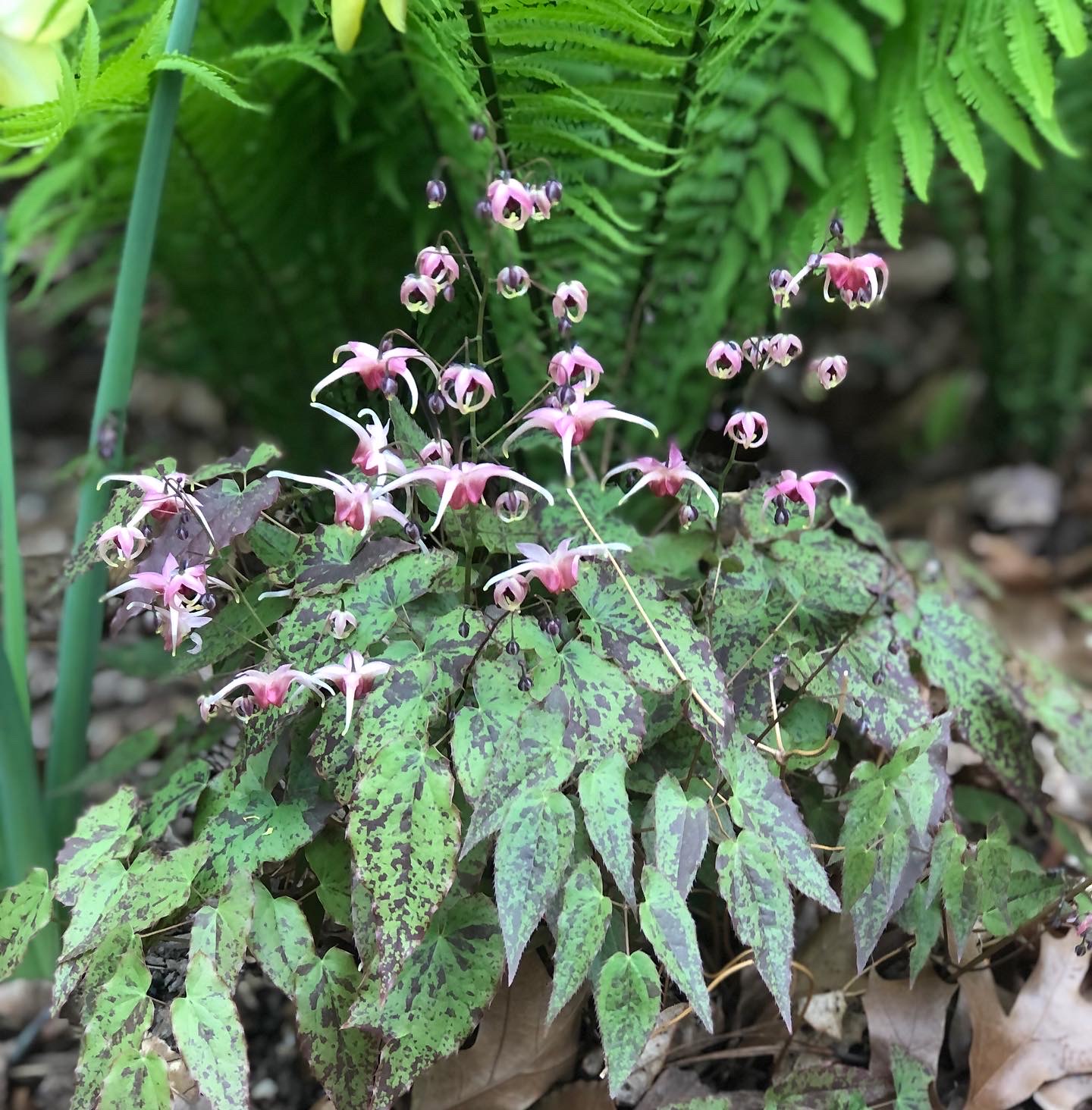 Planta con diminutas flores rosadas y follaje moteado.