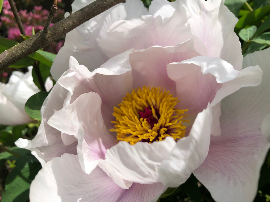 flor grande con un centro amarillo y pétalos de color rosa claro y blanco