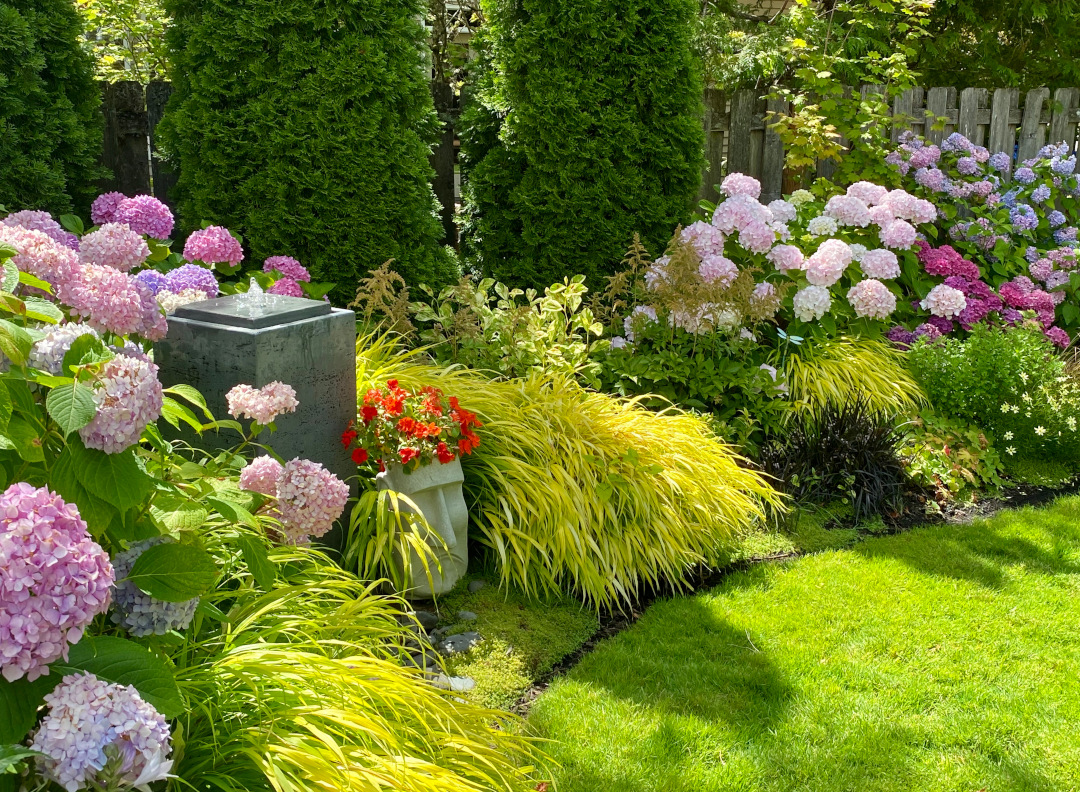 Jardín de sombra lleno de hortensias y césped ornamental