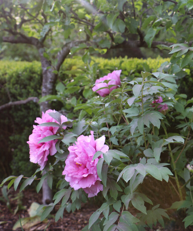 How to Grow Tree Peonies in the Northeast FineGardening