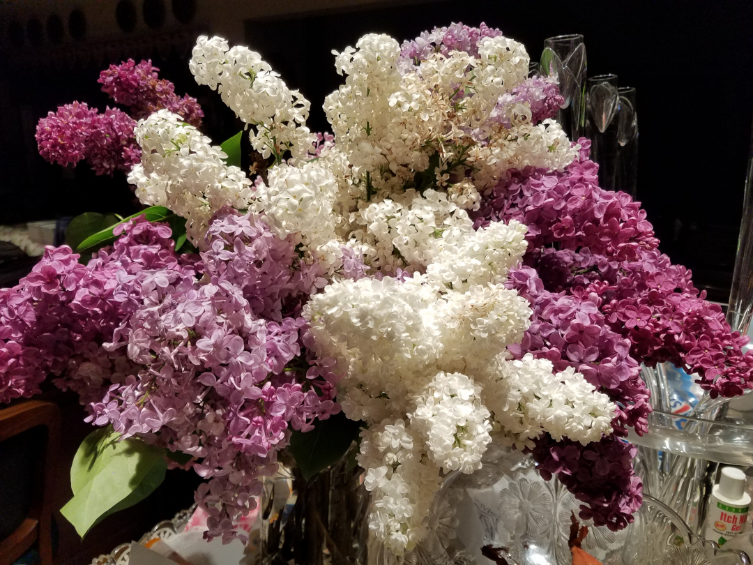 jarrón grande con lilas blancas y moradas cortadas