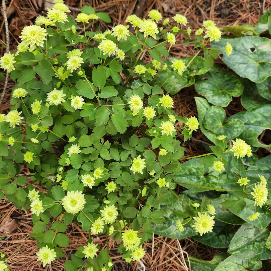 Planta con hojas pequeñas y flores esponjosas de color verde amarillo.