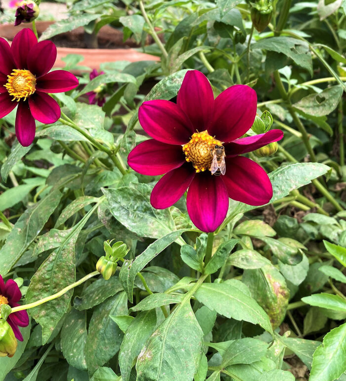 The Best Dahlias for Pollinators in Northern California Fine Gardening