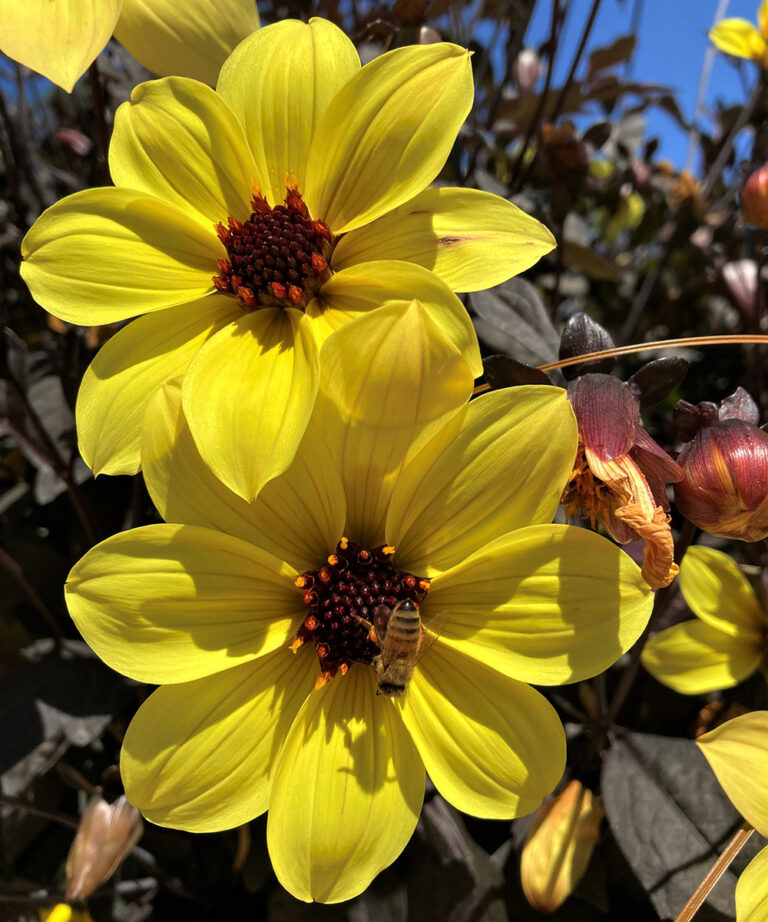 The Best Dahlias for Pollinators in Northern California Fine Gardening