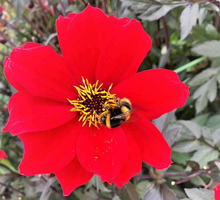 The Best Dahlias for Pollinators in Northern California FineGardening