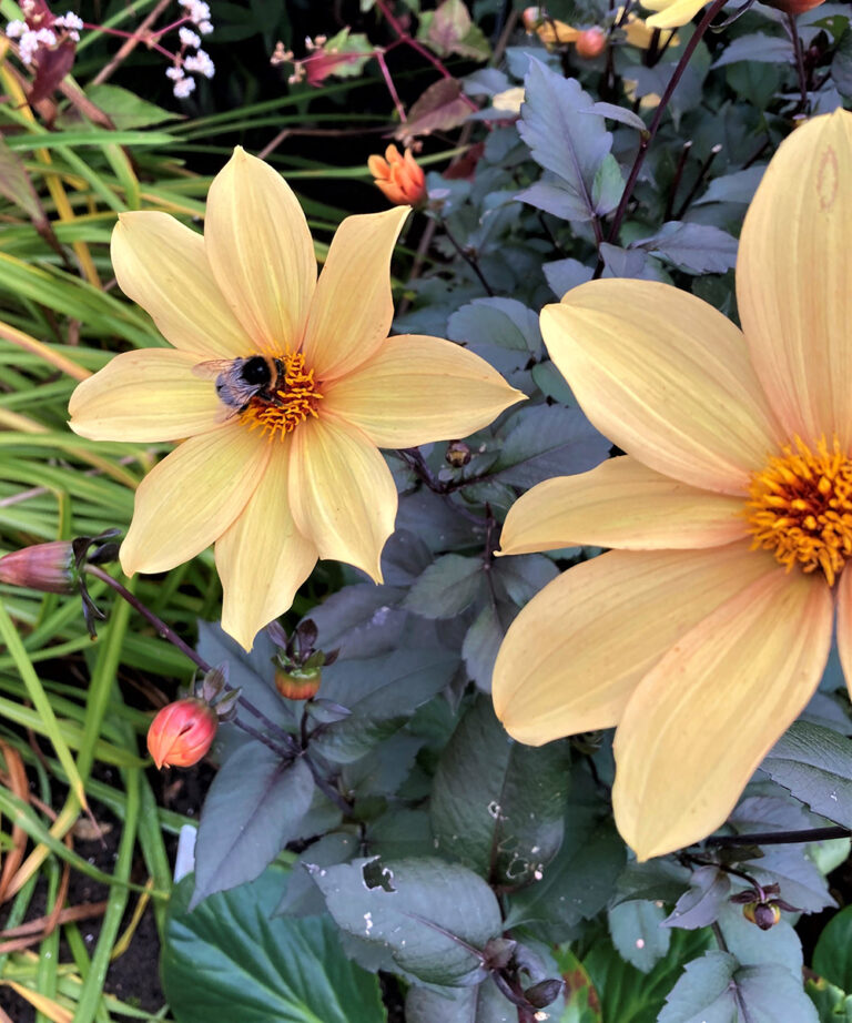 The Best Dahlias for Pollinators in Northern California FineGardening