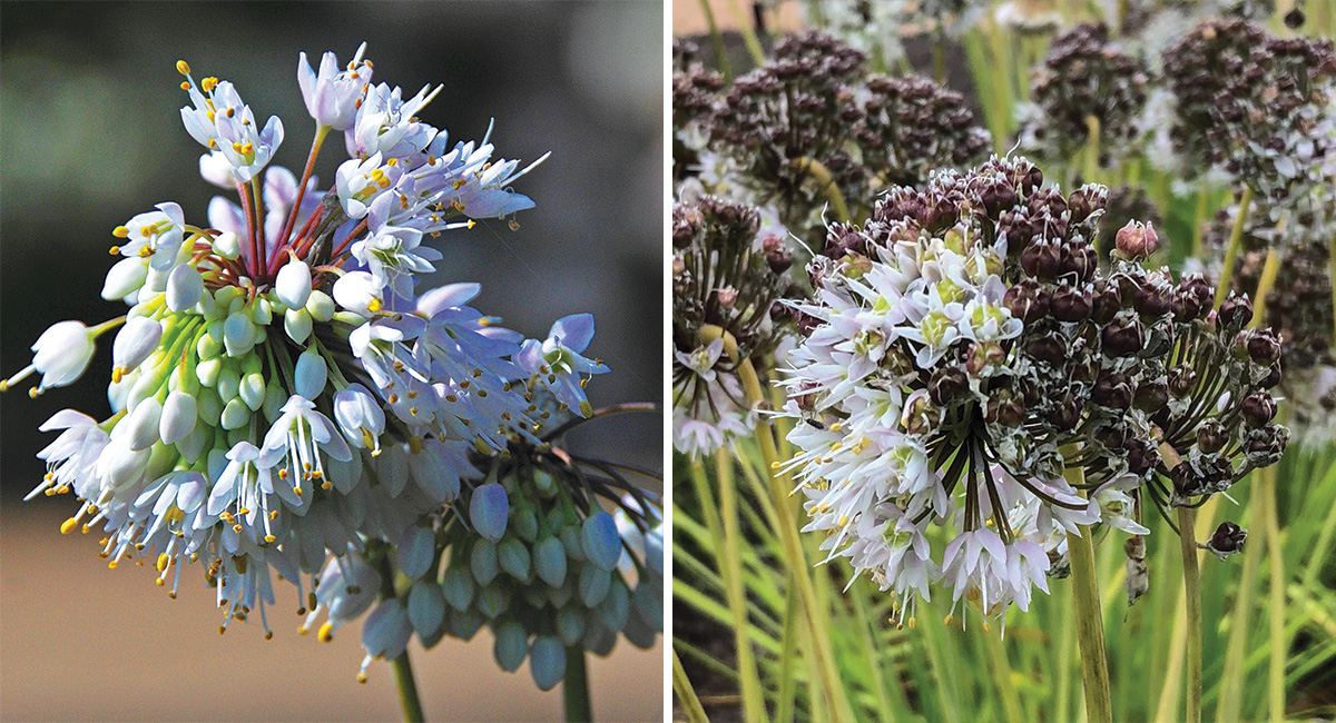 Allium de las estrellas fugaces