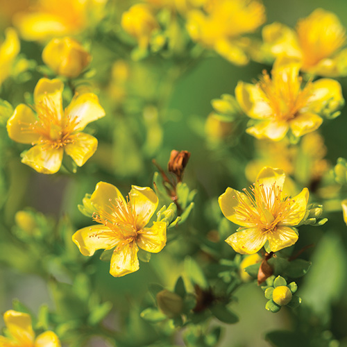 arbustos tolerantes a la sequía en el Atlántico medio