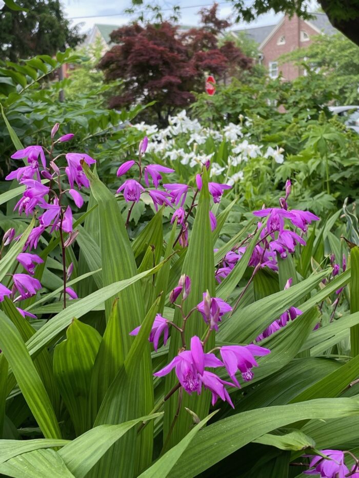 plant with pink/purple flowers