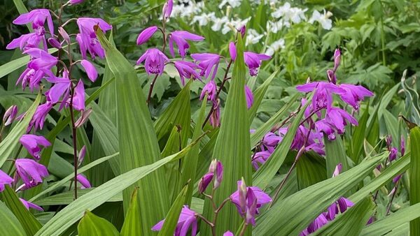 Spring in Ned Wolf Park - FineGardening - Vimarsana News