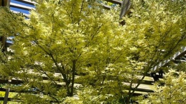 GPOD on the Road: J. C. Ralston Arboretum - Vimarsana News