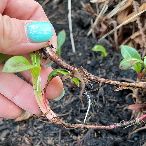 Easy Plant Propagation Shortcuts - Fine Gardening