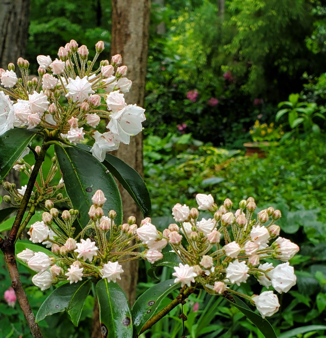 shrub with flower buds about to open