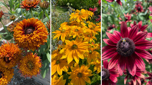 The Best Long-Lived Black-Eyed Susans - FineGardening - Vimarsana News