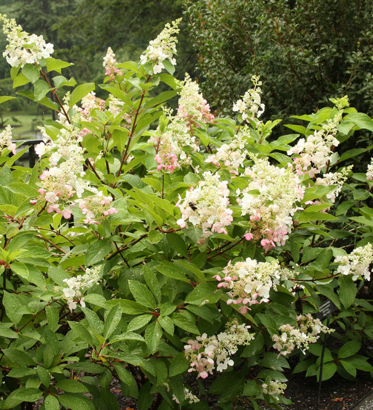 Do Deer Eat Hydrangeas? FineGardening