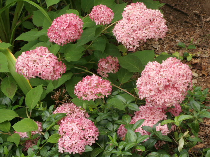 Do Deer Eat Hydrangeas? FineGardening