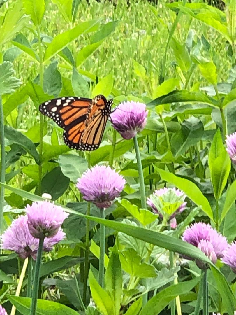 monarch butterfly sitting on a pink flower