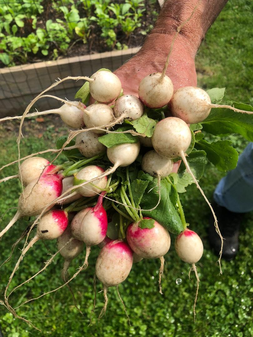 bundle of radishes