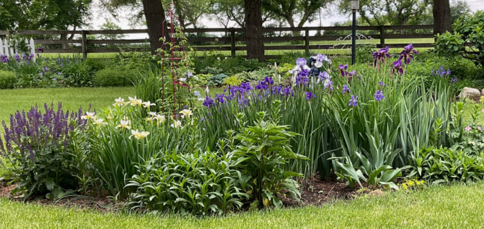 garden bed full of irises