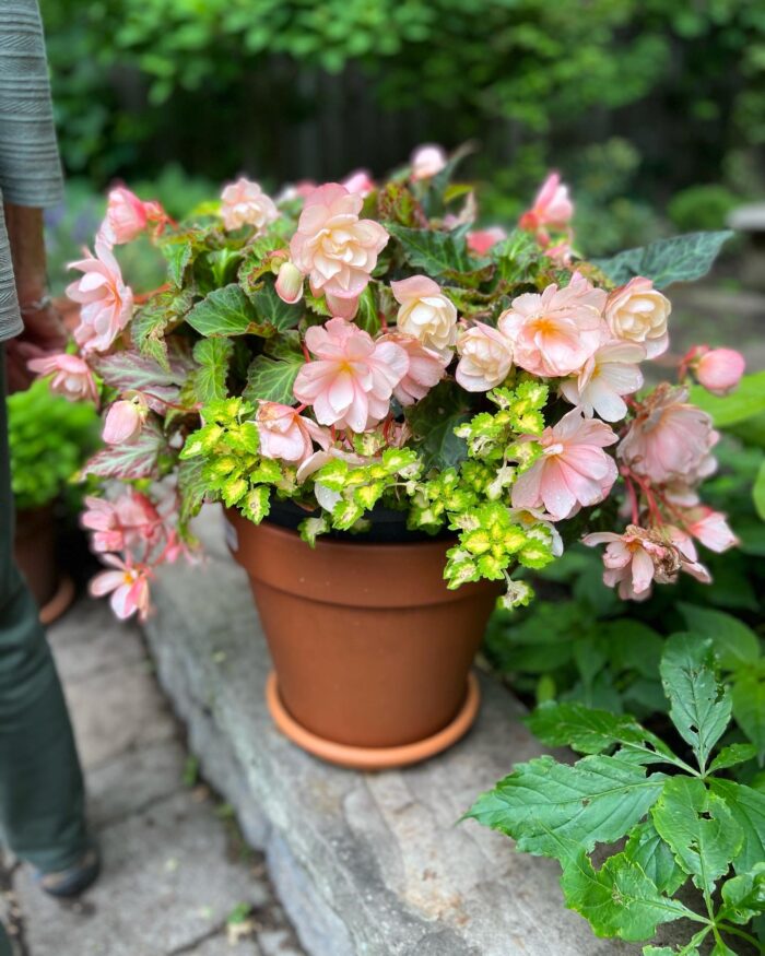 container with pink flowers and bright green foliage