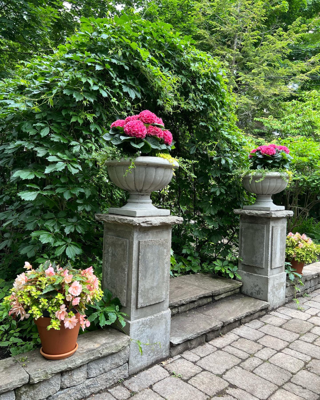 bright pink hydrangeas in containers on pillars